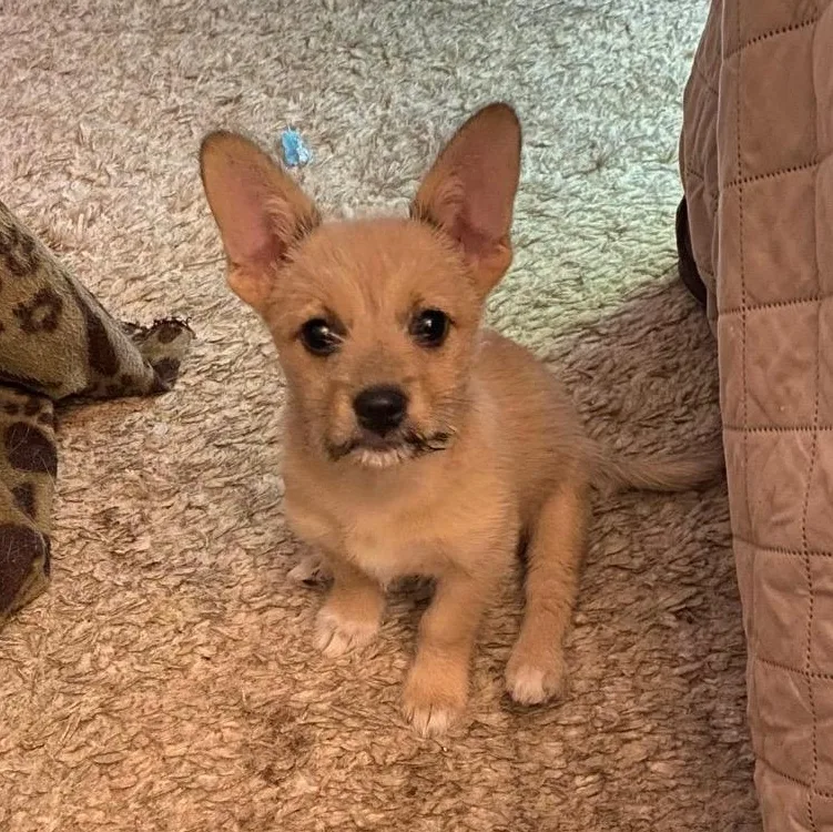 A baby small-sized male Terrier dog named Sammy for adoption in Antioch, CA