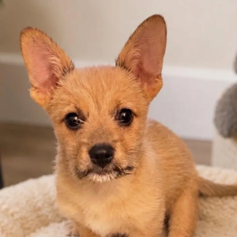 Sammy thumbnail 2
