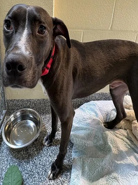 A young medium-sized male Labrador Retriever dog named Timmy for adoption in Brewster, MA