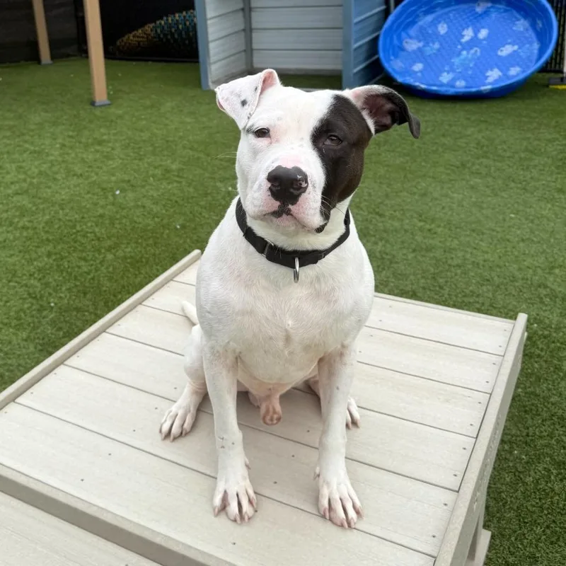 An adult medium-sized male Black Mixed Breed dog named Michael Motorcycle for adoption in Pittsburgh, PA