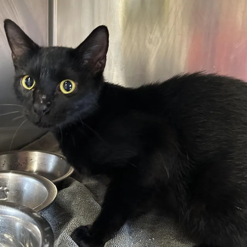 An adult medium-sized female Black Domestic Short Hair cat named Bailey for adoption in Starkville, MS