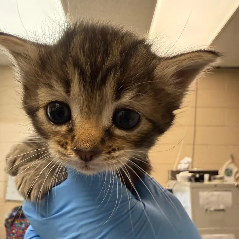 A baby small-sized female Brown / Chocolate Domestic Short Hair cat named Pina Colada for adoption in Troy, VA