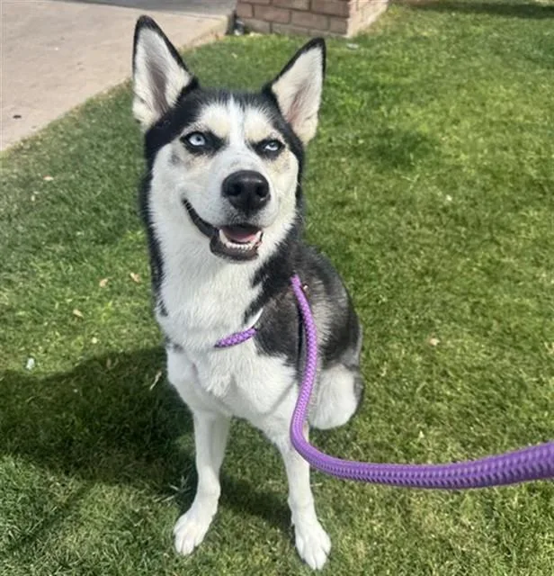 A young large-sized female Klee Kai dog named Cutie Patootie for adoption in Phoenix, AZ