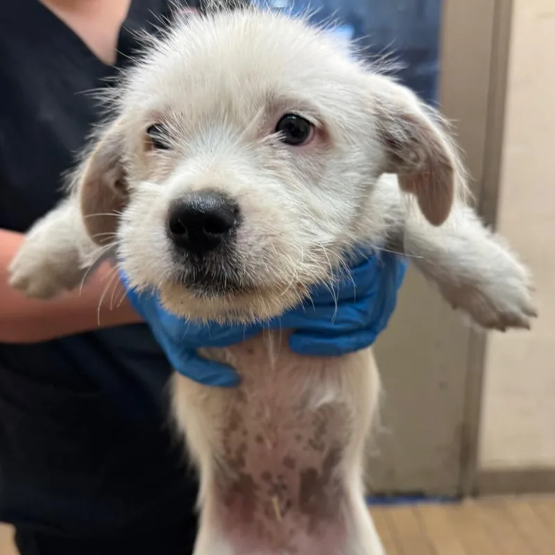 A baby small-sized male Terrier dog named Binion for adoption in Birmingham, AL