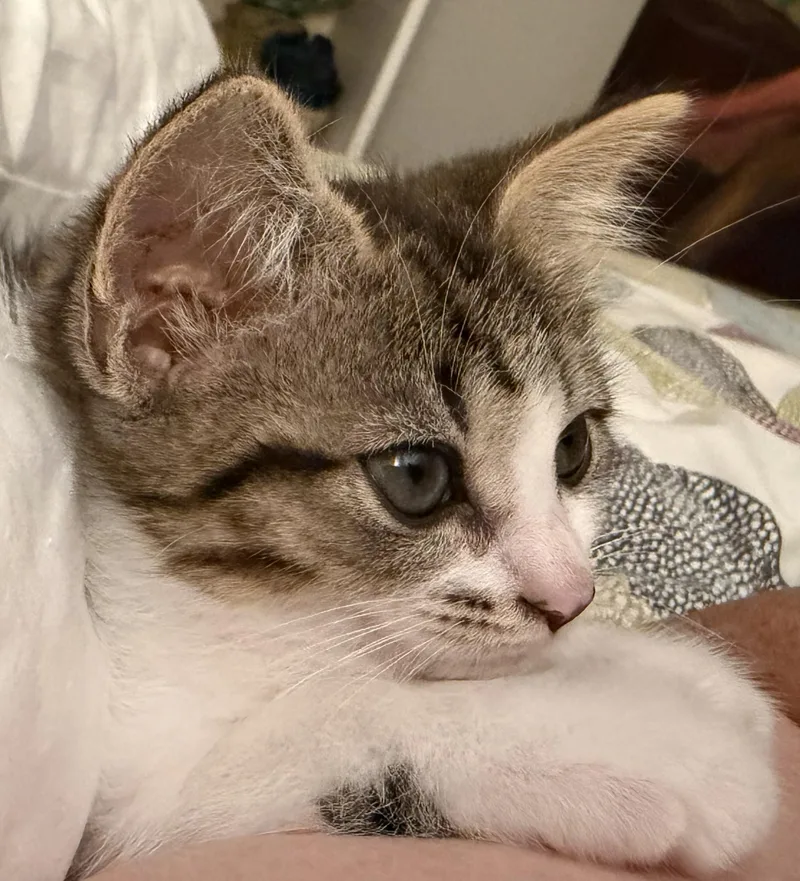 Allie Cat