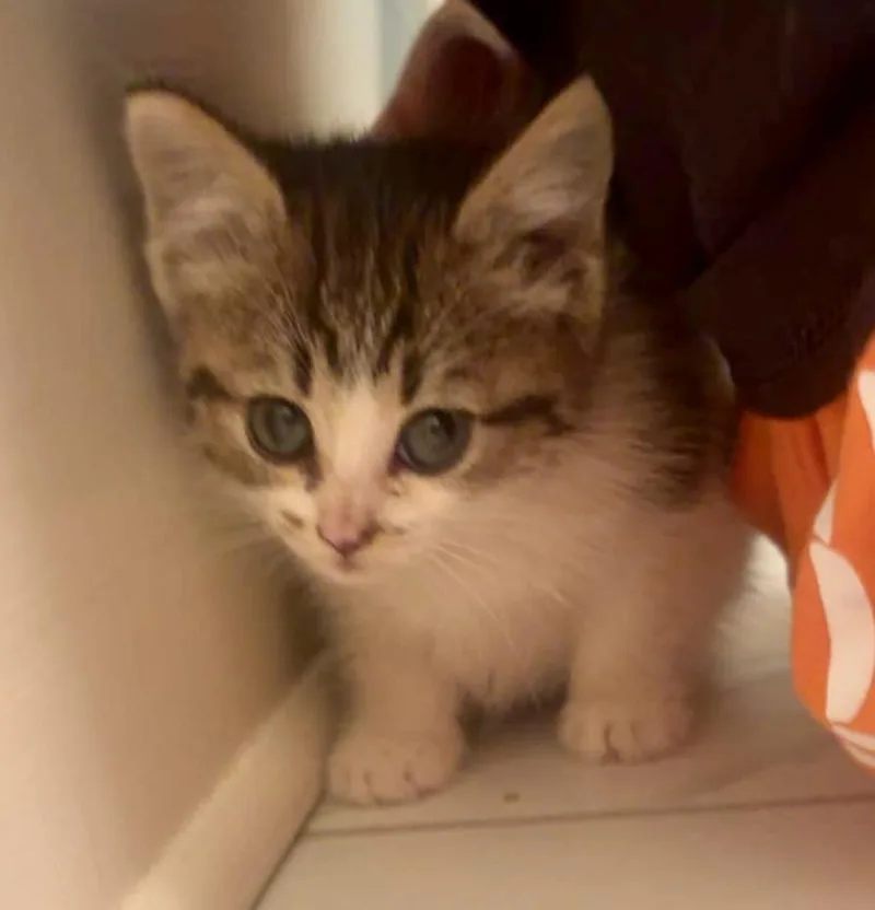 Allie Cat thumbnail 2