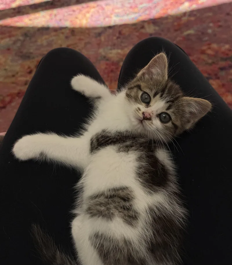 Allie Cat thumbnail 3