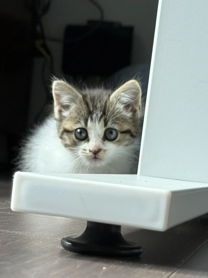 Allie Cat thumbnail 4