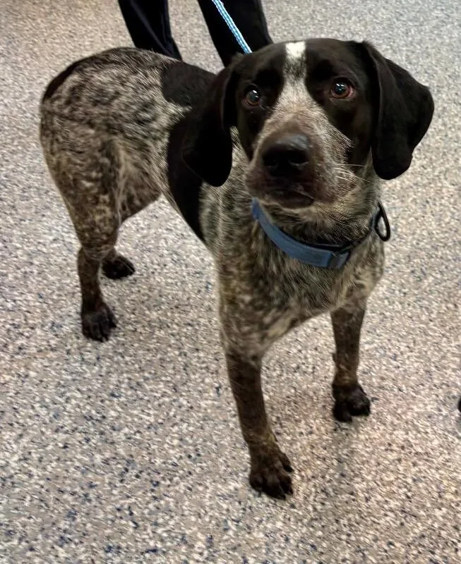 An adult medium-sized male Black German Shorthaired Pointer dog named Pj for adoption in Burgaw, NC