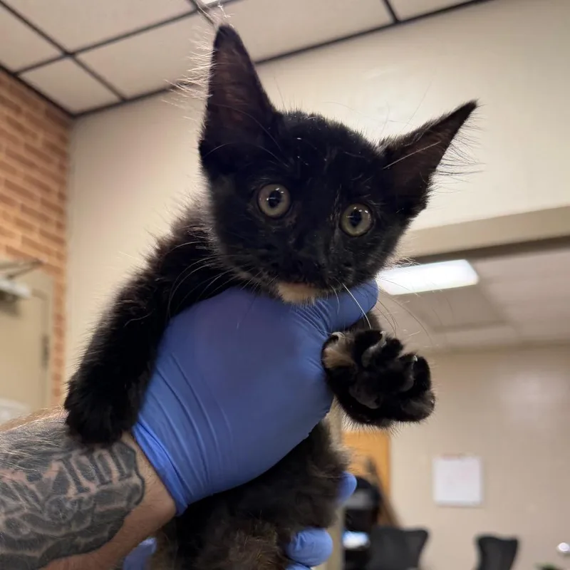 A baby small-sized female Tortoiseshell Domestic Short Hair cat named Biscuit for adoption in Birmingham, AL