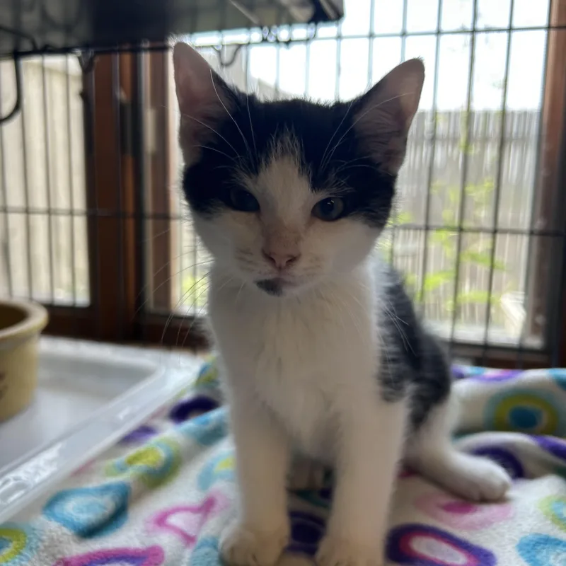 A baby medium-sized male Domestic Short Hair cat named Slinkie for adoption in St. Clair, MI