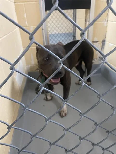 An adult large-sized male Pit Bull Terrier dog named Dennis for adoption in Tulsa, OK