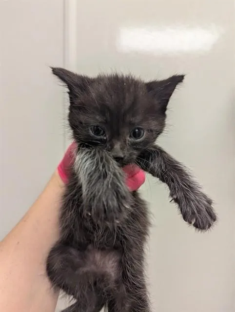 A baby small-sized male Domestic Medium Hair cat named Starling for adoption in Ontario, CA