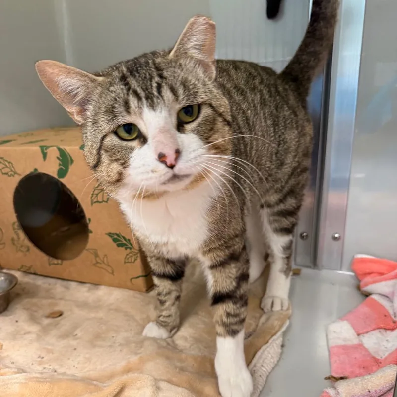 An adult large-sized male Brown / Chocolate Domestic Short Hair cat named Teddy for adoption in Saint Charles, MO