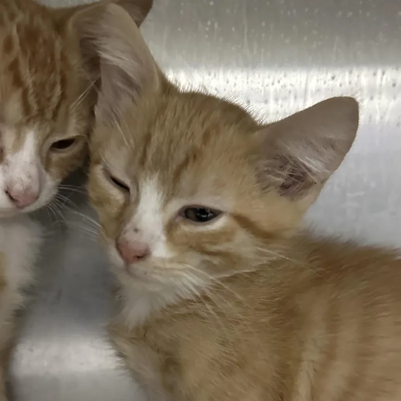 A baby small-sized male Domestic Short Hair cat named Chubs for adoption in Corbin, KY