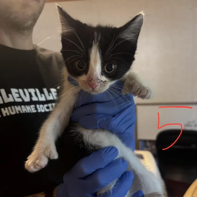 A baby small-sized female Black Domestic Medium Hair cat named Baby for adoption in Belleville, IL