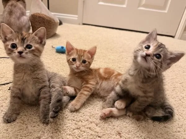 A baby small-sized female Domestic Short Hair cat named Lady Rainicorn for adoption in San Diego, CA