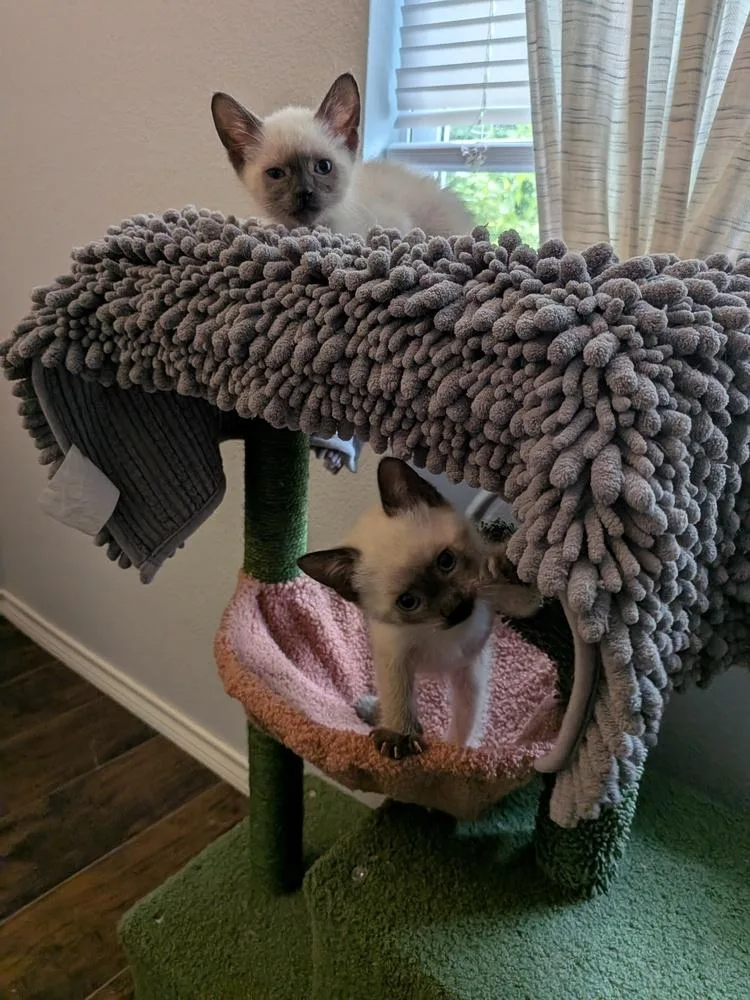 A baby small-sized male Siamese cat named Cheesy Gordita Crunch for adoption in Dallas, TX
