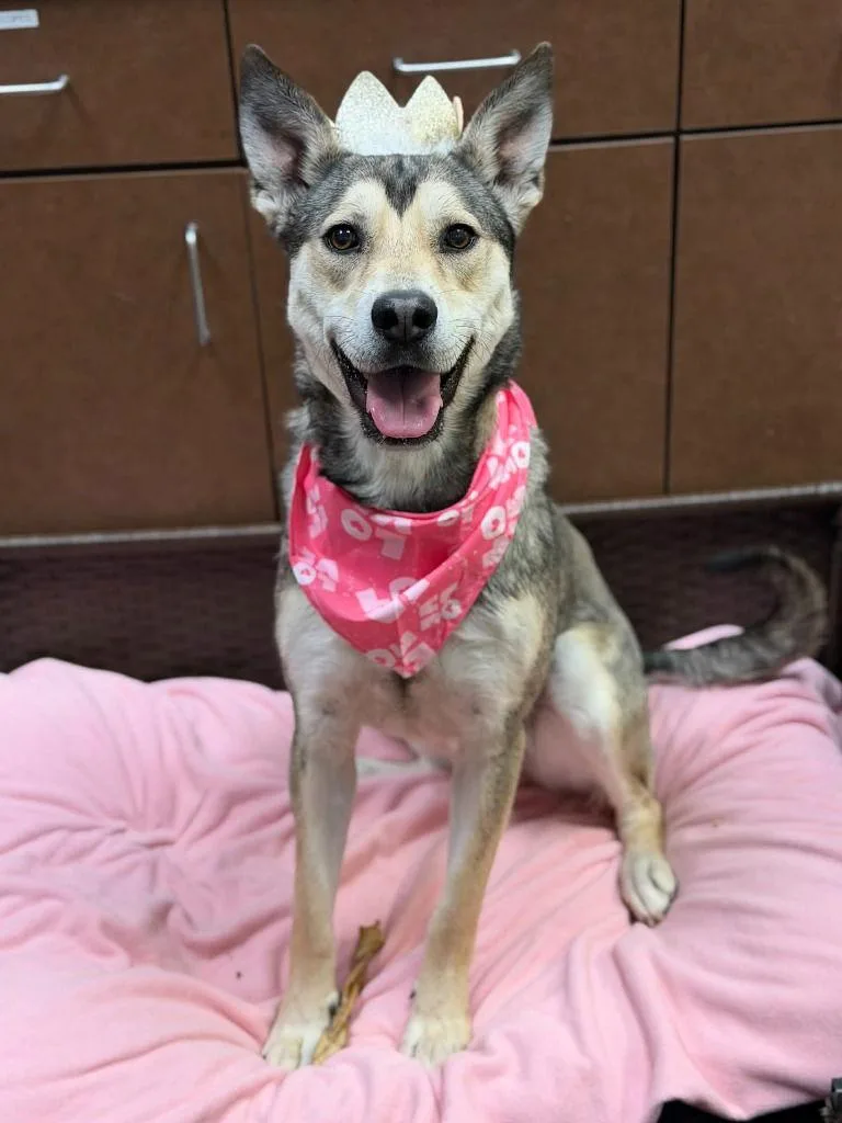 Princessa thumbnail 2