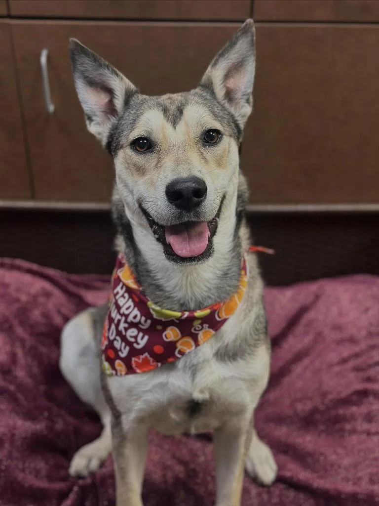 Princessa thumbnail 3