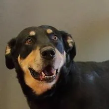 A senior large-sized male Shepherd dog named Nacho for adoption in Rapid City, SD