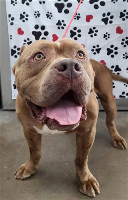 An adult large-sized male Mixed Breed dog named Rambo for adoption in Dallas, TX