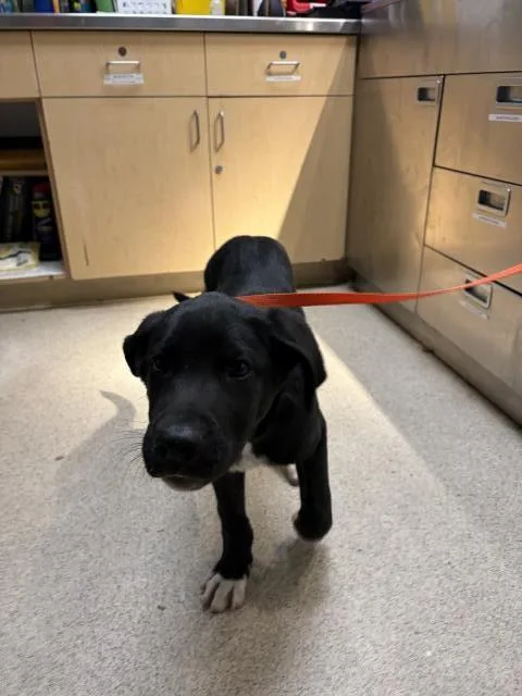 A baby small-sized male Labrador Retriever dog named Finch for adoption in Riverside, CA