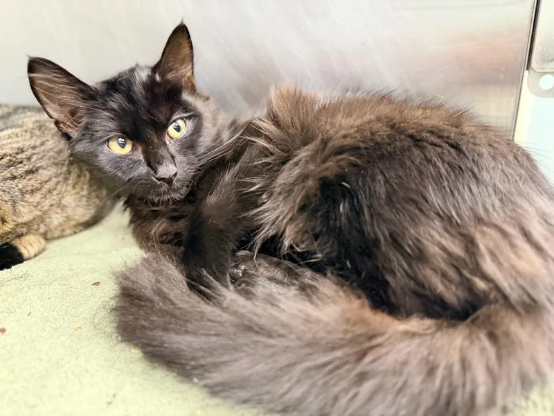 A baby medium-sized female Domestic Short Hair cat named Bridget for adoption in Danielsville, GA