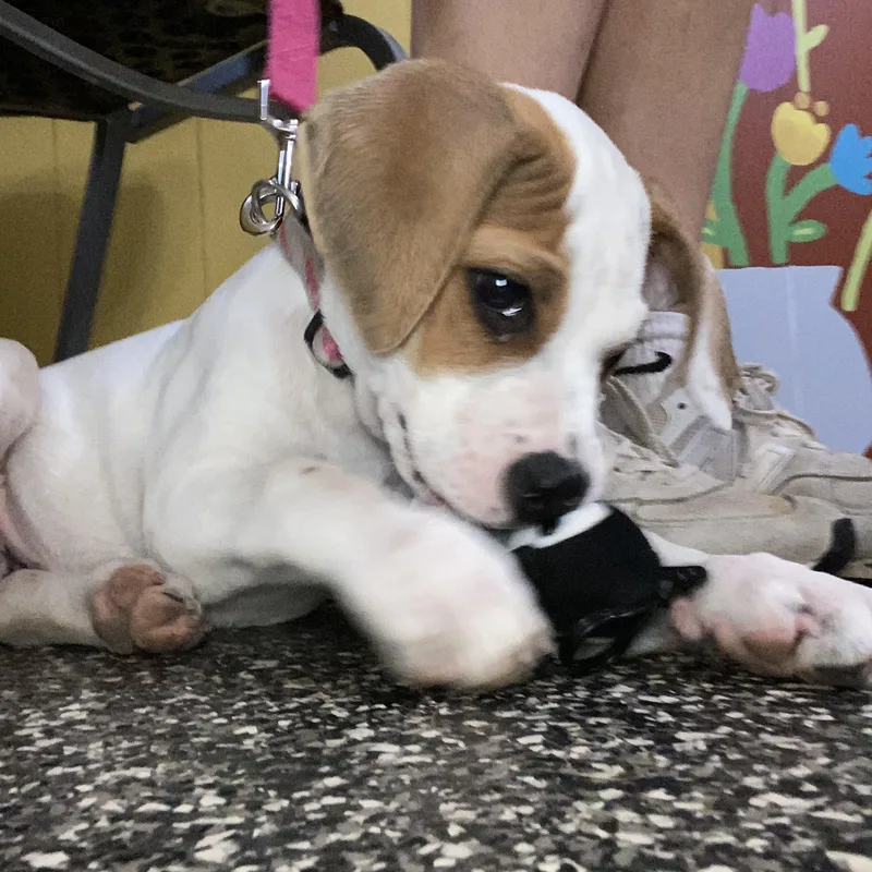 A baby small-sized female Brown / Chocolate Hound dog named Amelia for adoption in McKenzie, TN