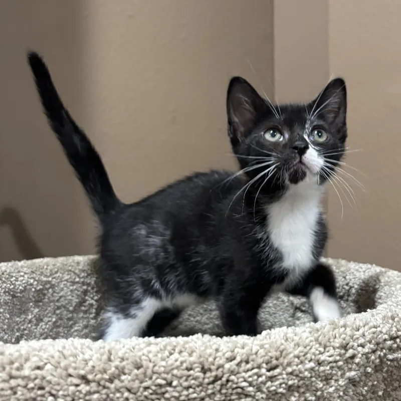 A baby small-sized male Black Domestic Short Hair cat named Tonka for adoption in New Port Richey, FL
