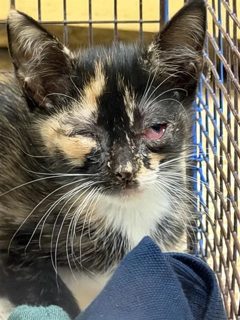 A baby small-sized female Domestic Short Hair cat named Miles for adoption in Miami, FL