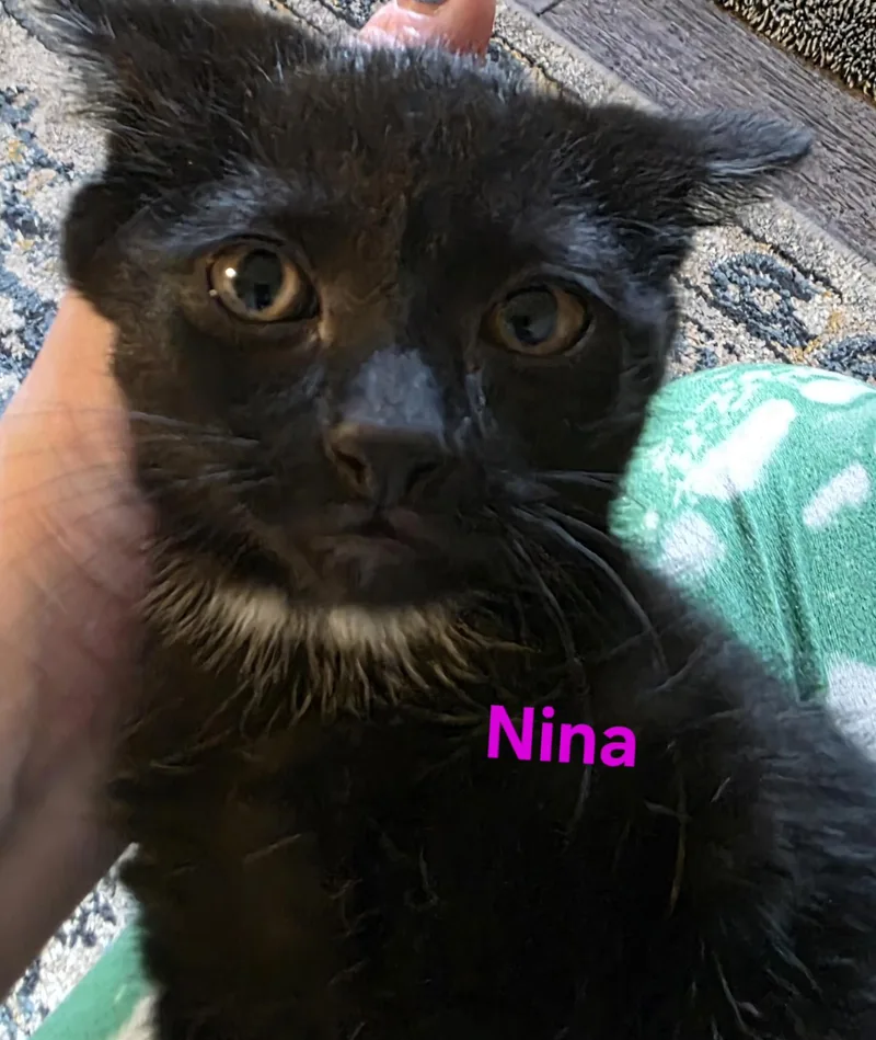 A baby medium-sized female Black Domestic Short Hair cat named Nina for adoption in Jamesville, NY