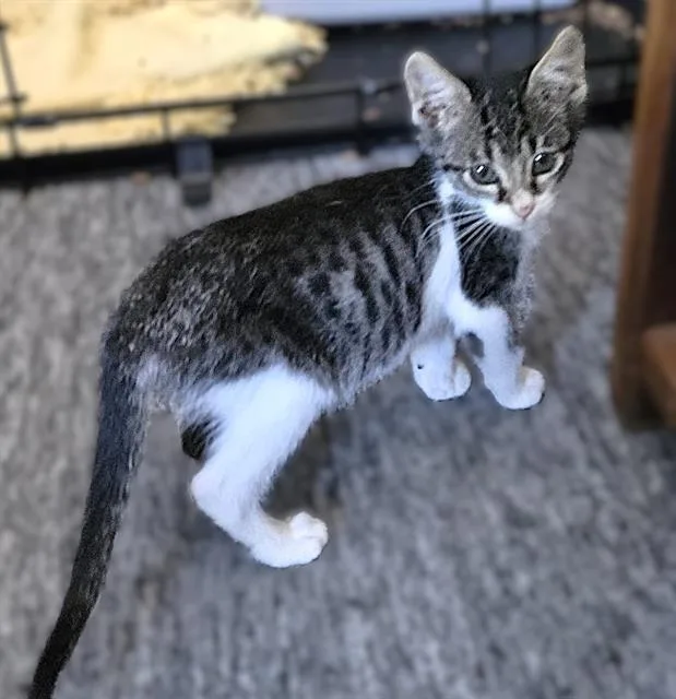 A baby small-sized female Domestic Short Hair cat named Wilma for adoption in Sacramento, CA