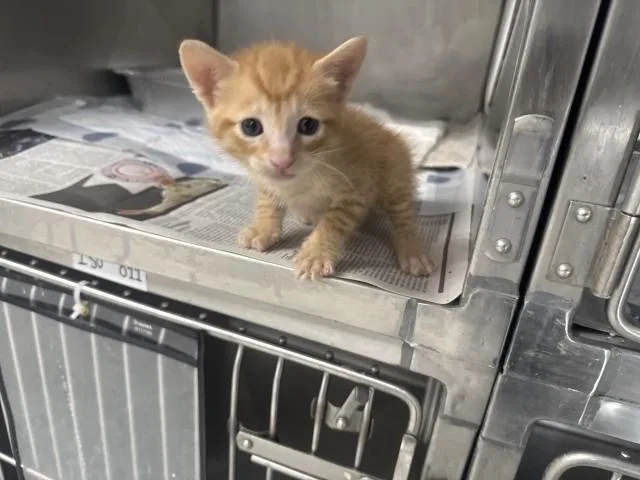A young small-sized male Domestic Short Hair cat named Aiden for adoption in San Bernardino, CA