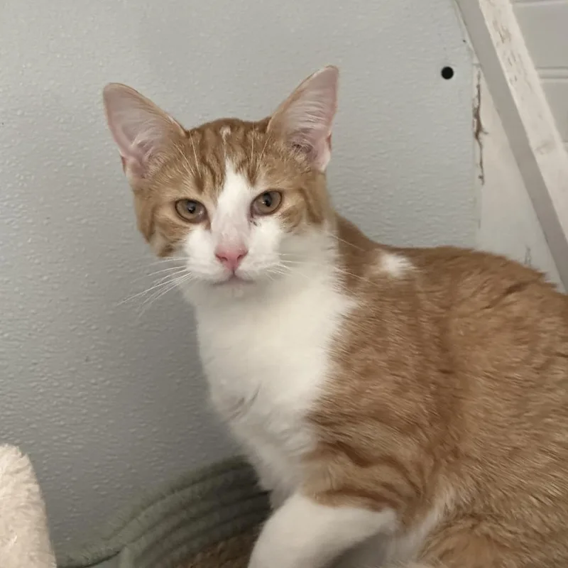 A young small-sized male Orange / Red Domestic Short Hair cat named John Deere for adoption in Leechburg, PA