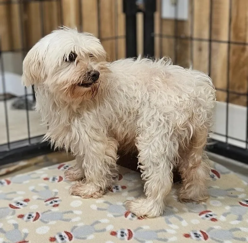 An adult small-sized female Maltese dog named Cordoba for adoption in Hartland, WI