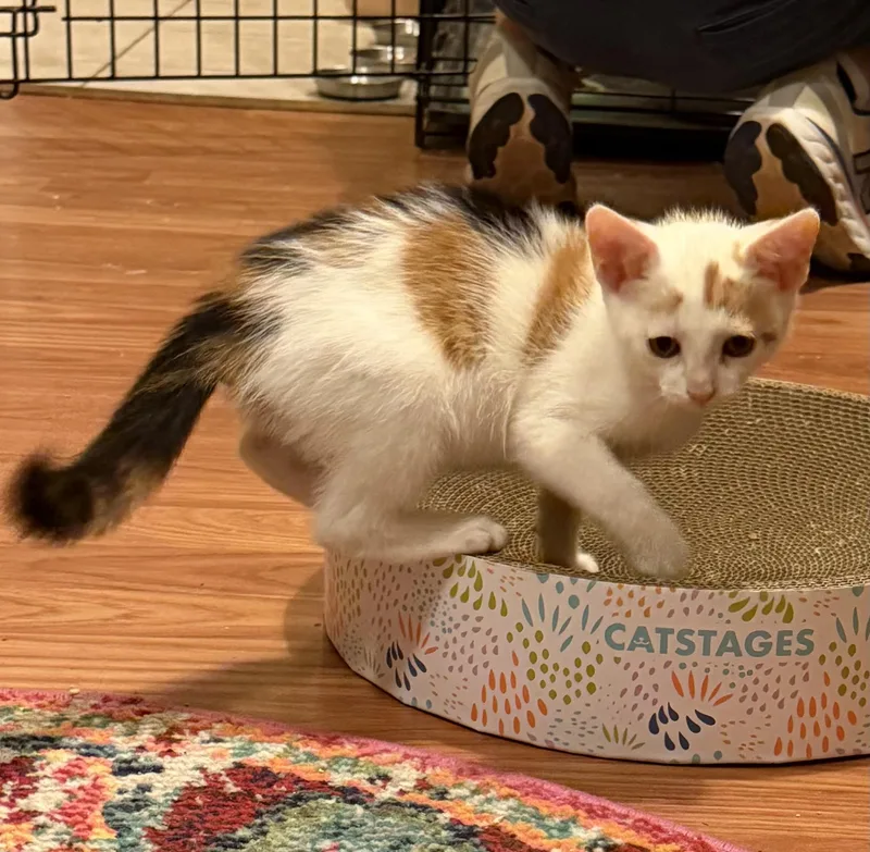A baby medium-sized female Calico Domestic Short Hair cat named Callie for adoption in Oriental, NC