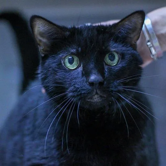A senior extra large-sized male Black Domestic Short Hair cat named Loki for adoption in Camden, DE