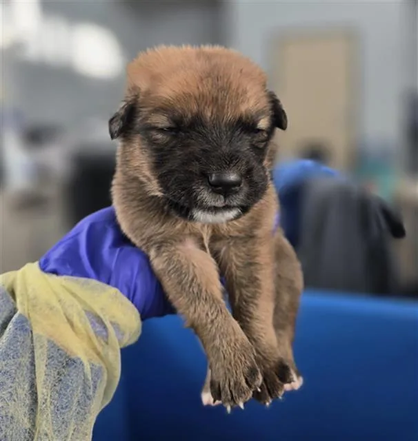 A baby large-sized male Mixed Breed dog named Rye for adoption in Dallas, TX