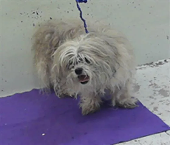 A senior small-sized male Shih Tzu dog named Boudreaux for adoption in Houston, TX