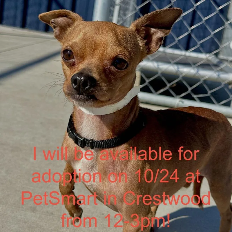 A young small-sized male Chihuahua dog named Fuchi for adoption in Matteson, IL
