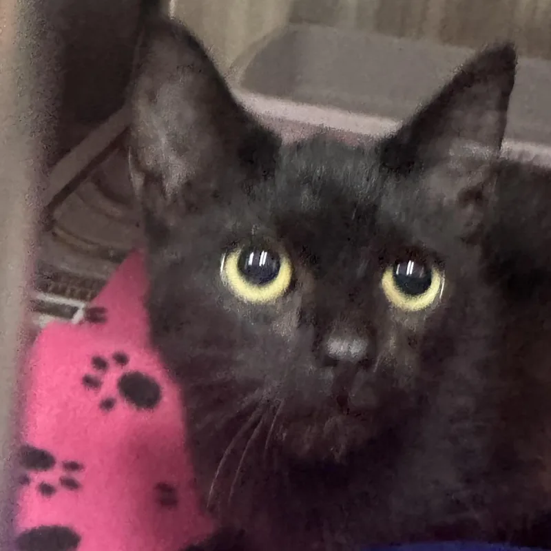 A young small-sized male Black Domestic Short Hair cat named Turing for adoption in Marion, VA