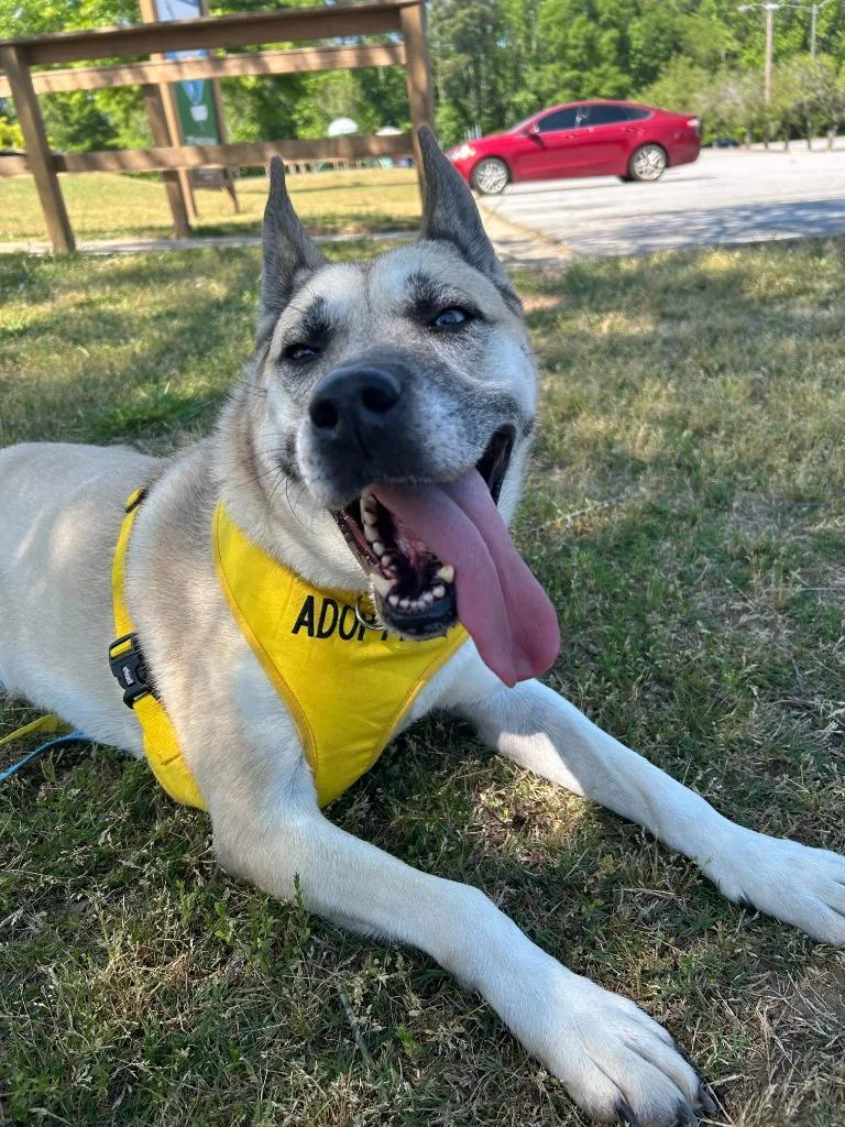 An adult medium-sized female Siberian Husky dog named Alana for adoption in Douglasville, GA