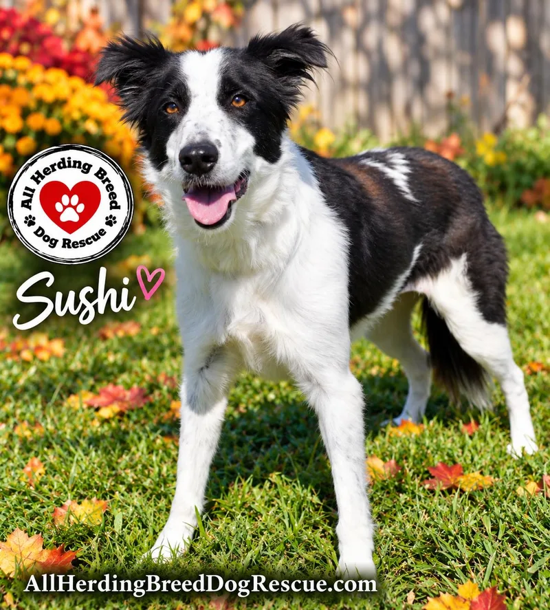 A young medium-sized female Border Collie dog named Sushi for adoption in Joliet, IL