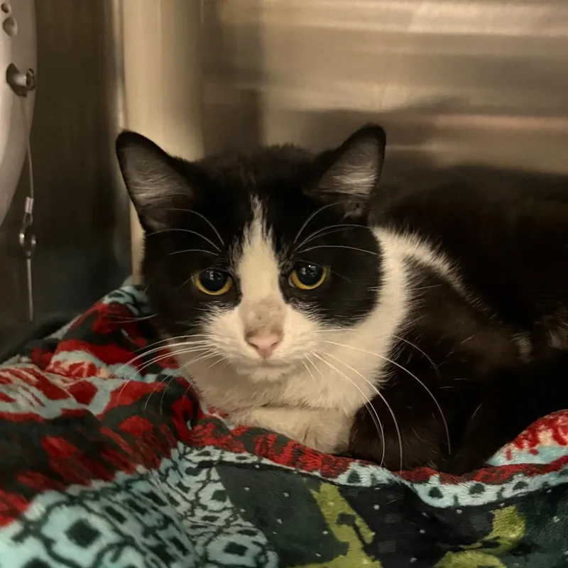 Magnifco thumbnail 2