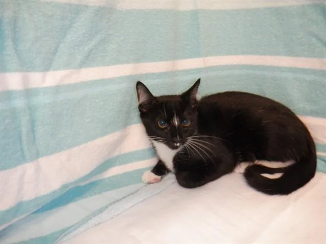 A baby small-sized male Domestic Short Hair cat named Anor for adoption in San Jose, CA