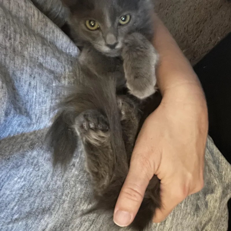 Brooke Patricia thumbnail 2