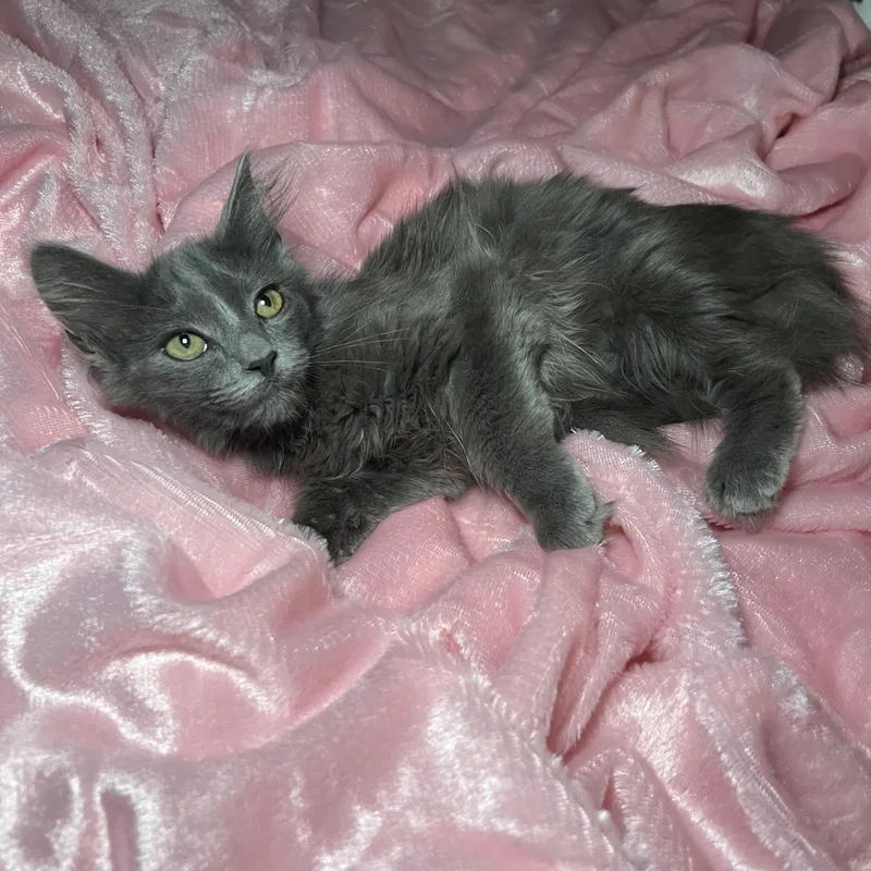 Brooke Patricia thumbnail 3