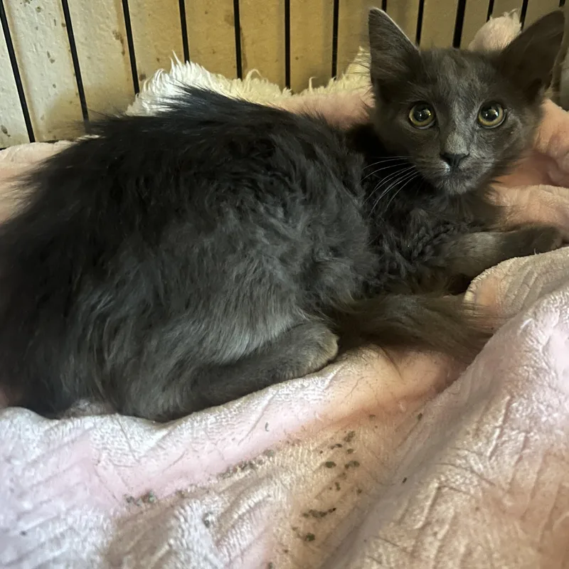 Brooke Patricia thumbnail 4