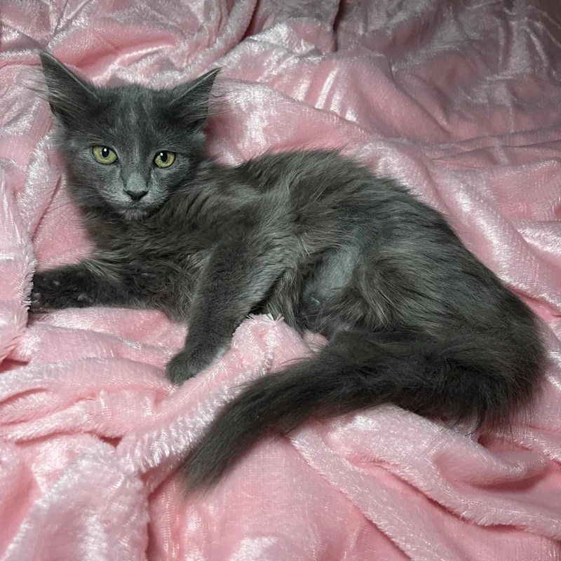 Brooke Patricia thumbnail 5